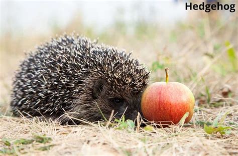 Who Can Eat Apples In Animal Farm